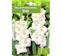 Gladiolus - Porte-épée blanc 10/12 7 pcs.