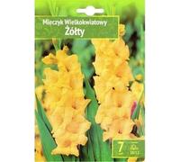 Gladiolus- Porte-épée jaune 10/12 7 pcs.