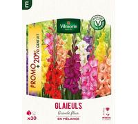 Glaïeuls Grande Fleur en Mélange (x30) + 20% Offert