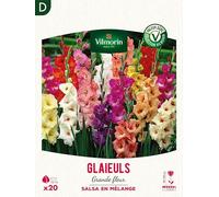 Glaïeuls Grande Fleur Salsa en Mélange (x20)