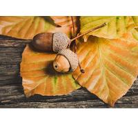 Glands sur Feuilles d'automne - Puzzle de 5000 pièces pour Adultes : Un défi intellectuel et Un pour se détendre, se divertir ou décorer Une fête (14 Ans et Plus).