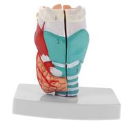 GLEAVI Anatomie De La Gorge Humaine Modèle Anatomique Du Pharynx Et Du Larynx - Affichage Précis De La Structure Anatomique Du Larynx Pour La Formation Médicale