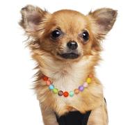 GLEAVI Collier pour Chien à Perles Résine Réglable, Couleur Candy Pastel, Collier Animal Mignon pour Petits et Moyens Chiens, Accessoires pour Chats, Anniversaire et Fête
