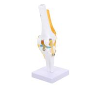 GLEAVI Modèle Anatomique Articulation Du Genou Grandeur Nature Fonctionnel avec Ligaments Mobiles pour Étude et Enseignement Médical