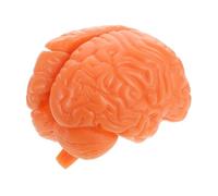 GLEAVI Modèle Anatomique Du Démontable Affichage Éducatif Détaillé des et Tronc Cérébral pour Écoles Médicales Formation Neurosciences et Collection