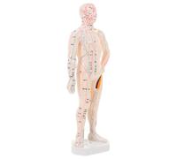 GLEAVI Modèle D’Acupuncture Corps Humain 42 CM, Simulation Réaliste Points D’Acupression et Méridiens, Modèle de Laboratoire pour Enseignement, Massage et Formation en Médecine