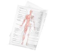 GLEAVI Poster Anatomie Humaine Muscles Squelettiques Affiche Scientifique Éducative Structure pour École Laboratoire