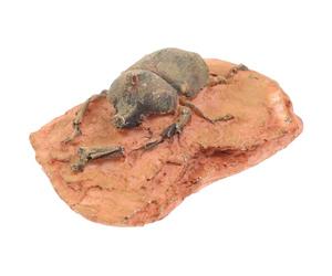 GLEAVI Spécimen Paléontologique Décoratif D’Insecte Fossile Petit Format Matériau Sûr pour Collection Scientifique Ornement Éducatif et Décor Naturel pour Usage Domestique et