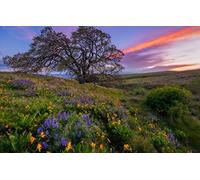 GLHUIOZ 500 Pièces DIY Divertissement Cadeau Amusement Puzzles Classiques pour Adultes et Enfants à partir de 12 Ans,Parc d'État de Columbia Hills,État de Washington,52x38cm