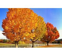 GLHUIOZ Puzzle Adulte 1500 Pièces 3D Abstrait Bricolage Moderne Art Mural Cadeau Unique Home Decor Paysages,87x57cm