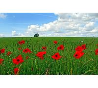 GLHUIOZ Puzzles pour Adultes 1000 PièCes Bois Hands on Game Famille DéCoration,Champ,75x50cm