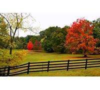 GLHUIOZ Puzzles pour Adultes 1000 PièCes Bois Hands on Game Famille DéCoration,Feuilles,75x50cm