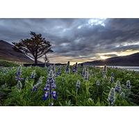 GLHUIOZ Puzzles pour Adultes 1500 PièCes Bois Hands on Game Famille DéCoration,Dýrafjörður,87x57cm