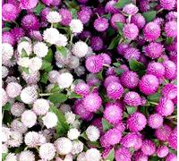 Globe Amarante Graines - Gomphrena Globosa