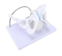GLOGLOW Fournitures Scolaires Outil de Démonstration D'accouchement Fœtal avec Tuyau Métallique Pliable Réglable pour Enseigner les Proportions Humaines Réelles, Modèle de Bassin Féminin