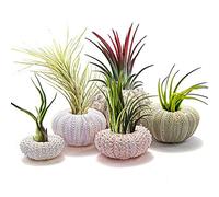 GLOGLOW Lot de 5 Supports pour Plantes de Conque, Pots, Jardinières et Accessoires pour Conteneurs Jardinières Suspendues Oursin Suspendu Air Plant Holder Mignon Succulent Display