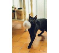 Gloria Gaudí Jouet pour chats One Size