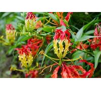 Gloriosa - Lis glorieux - grimpante