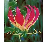 Gloriosa Rothschildiana vite gloria 10 Semi, Arrampicata Flame Lily