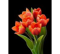 GLTEYACO Kit de broderie au point de croix pré-imprimé Fleurs rouges 11CT Complet Adulte Debutant Estampillé Canevas Broderie Point de Croix Kits-40x50 cm