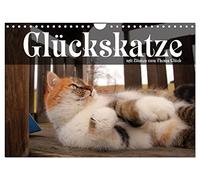 Glückskatze - Mit Zitaten zum Thema Glück (Wandkalender 2026 DIN A4 quer), CALVENDO Monatskalender: Glückskatzen und Sinnsprüche zum Thema Glück