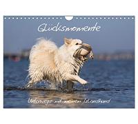 Glücksmomente - Unterwegs mit meinem Islandhund (Wandkalender 2026 DIN A4 quer), CALVENDO Monatskalender: Die Lebensfreude meines Islandhundes ist ansteckend.