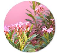 Glücksvilla Tableau mural rond : Crète - Fleurs de lauriers roses (verre véritable + acrylique 4 mm, Ø 80 cm) - Impression d'art murale décorative ronde - Grèce plante méditerranéenne