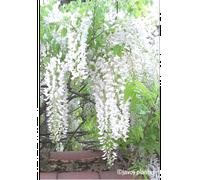 Glycine 'alba' taille du pot - en pot de 3 litres