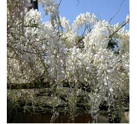 Glycine de Chine var. Alba