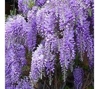Glycine de chine - wisteria sinensis 'prolific' - 50-60 cm pot