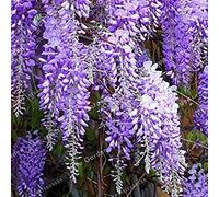 Glycine Fiore di Glicine Viola Giallo Bianco Rosa Glicine Piante Ornamentali da Interno Fiori 10 pièces/sac : 1