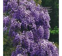 Glycine Fleuri Violacea Plena 2L - Plante de Jardin, Arbres fruitiers - la Décoration Parfaite pour Votre Propriété - Pour les Débutants et les Jardiniers Professionnels