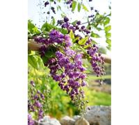 Glycine 'violacea plena' taille du pot -