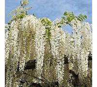 Glycine - Wisteria Sinensis Alba 70cm - Plante En Pot - Floraison Printemps Couleur Des Fleurs - Hauteur 70 cm