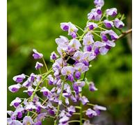 Glycine - Wisteria Sinensis Prolific 70cm - Plante En Pot - Floraison Printemps Couleur Des Fleurs - Hauteur 70 cm