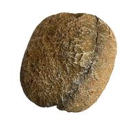 GMBYLBY Aquariums Magnétiques Cachettes Rock Cave pour Poissons Crevettes Élevant Une Résine Sûre Shelter Cave pour Une Attachement en Verre Facile