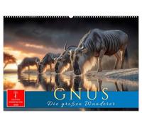 Gnus - die großen Wanderer (Wandkalender 2026 DIN A2 quer), CALVENDO Monatskalender: Afrikas Wildnis - Naturgewalt auf vier Hufen.
