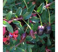 Godet - fuchsia comestible reitzii'