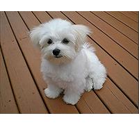 GOGOGK Ensemble de Peinture Diamant 5D Bricolage série Animale Mignonne Coton DE Tulear Chien Mignon Cadeau Parent-Enfant Salon/Chambre/décoration Murale Peinture Arts/Artisanat/Jouets éducatifs