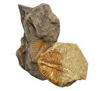 Gogogmee 2 pièces Fossile Trilobite Modèle Simulation Queue Paléontologie Éducative Décoration Scientifique Collection Archéologie