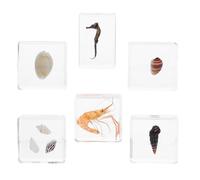 Gogogmee 6 pièces Spécimens Animaux Marins Résine Réalistes pour Éducation Coquillages Mer Naturels et Portable pour École Primaire