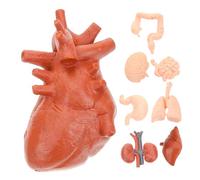 Gogogmee 8 pièces Modèle Anatomique Humain Didactique Montessori pour Garçon Fille Organes Simulés Cerveau Cœur Estomac Poumons Foie et Reins Outil Pédagogique Léger pour Éducation