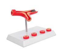 Gogogmee Modèle de Vaisseau Circulatoire Humain Précis pour Éducation Cardiovasculaire Réplique Pathologique Artères Bloquées Outil Interactif pour Enseignement Médical