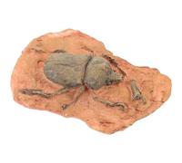 Gogogmee Spécimen Paléontologique Décoratif pour L'enseignement des Sciences, Fossile D'insecte Miniature, Matériau Sûr, Léger et Portable, Ornement Scientifique Éducatif pour Collection