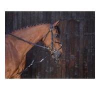 RIDING WORLD Gogue à poulies - Couleurs - Noir, Taille Equipement Cheval - Cheval