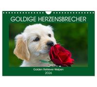 Golden briseurs de cœur - Golden Retriever chiots, Version française (Calendrier mural 2026 DIN A4 portrait), Calendrier CALVENDO mensuel