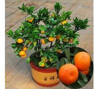 Golden Delicious orange semences Mini Potted arbres fruitiers Graines Bonsai Intéressant planter 50 particules/lot 6