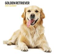 Golden Retriever Calendrier moderne 2025