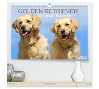 Golden Retriever ein treuer Begleiter (hochwertiger Premium Wandkalender 2026 DIN A2 quer), Kunstdruck in Hochglanz: Golden Retriever begleiten Sie durch das Jahr