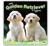 Golden Retriever Puppies 2026 Square Flap Calendar Calendar Book